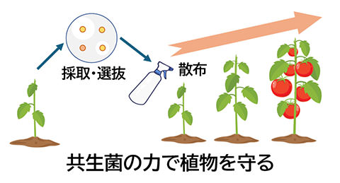 共生菌の利用による植物病害防除